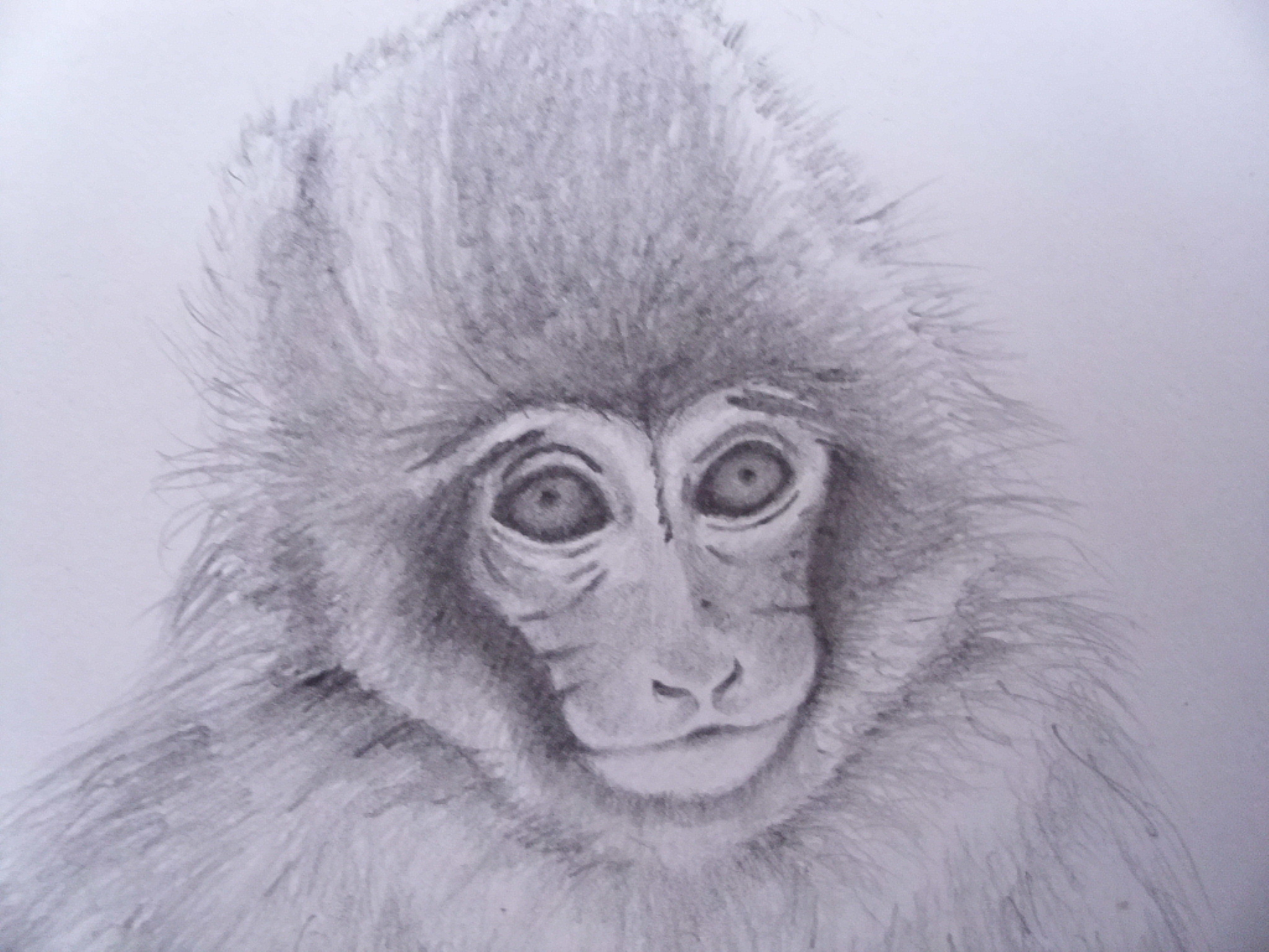 Snow Monkey Close